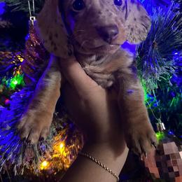 Dachshund Puppies from L & J Kennel