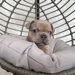French Bulldog Puppies from Cuddlebug Frenchies