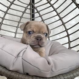 French Bulldog Puppies from Cuddlebug Frenchies