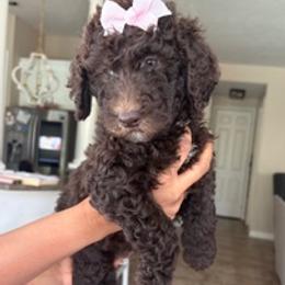 Chai - Chocolate female Labradoodle puppy in Houston, Texas from Lovely Labradoodles