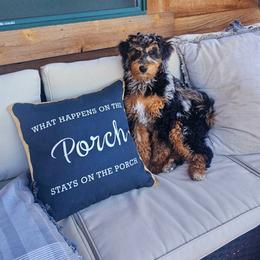 Ruby - Bernedoodle