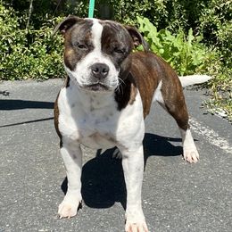 Johnny - Staffordshire Bull Terrier