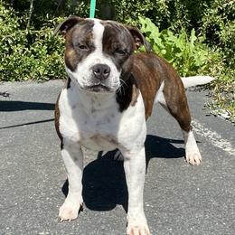 Johnny - Staffordshire Bull Terrier