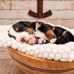 Lloyd - Tri-color male Bernedoodle puppy in Hudson, Indiana from TurkeyCreek-K9