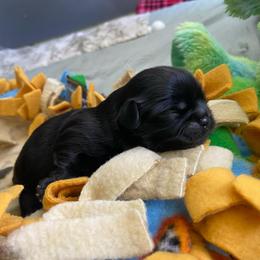 Bruno - Black male Shih Tzu puppy in Wyoming, Michigan from Shih Tzu Shenanigans