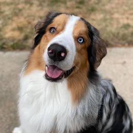 Cooper - Australian Shepherd