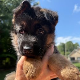 Sandy (Girl 2) - Black and red female German Shepherd puppy in Roanoke, Alabama from Von Schönen Träumen German Shepherds