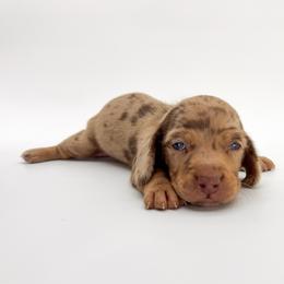 Love - Dapple female Dachshund puppy in Waddell, Arizona from Neu Doxies