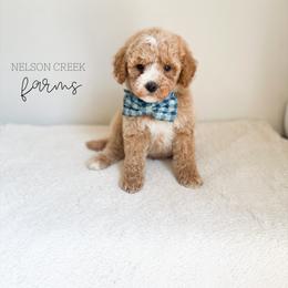 Clover - Apricot male Maltipoo puppy in Huntsville, Texas from Nelson Creek Farms