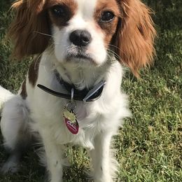 Cavalier King Charles Spaniel Puppies from Christina’s Cavaliers
