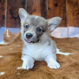 Caroline Ingalls - Gray and white female American Corgi puppy in Paden, Oklahoma from Sunray Ranch