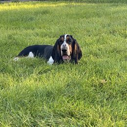 Windor - Basset Hound