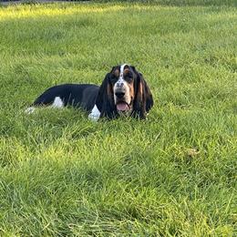 Windor - Basset Hound