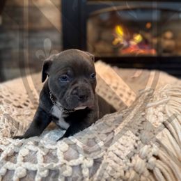 Frankenstein - American Bully puppy from Bosnian Royal Bullies