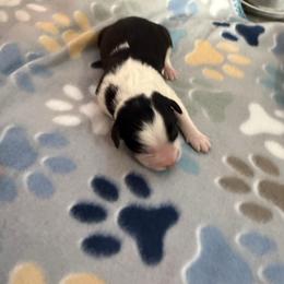 BTF - Black tri-color female Australian Shepherd puppy in Lakewood, California from Cloud Nine Kennel