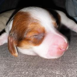 Hank - Piebald male Dachshund puppy in Copperas Cove, Texas from Creme de la Creme Dachshunds