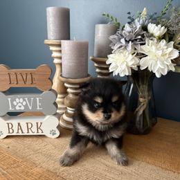 Boy 1 - Black and tan male Pomeranian puppy in Minooka, Illinois from Sheree’s Pomeranians