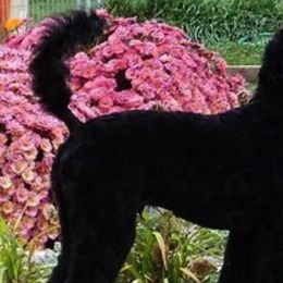 Poodles from Snowy Mt Poodles