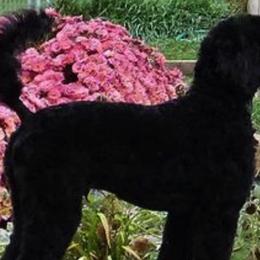 Poodles from Snowy Mt Poodles