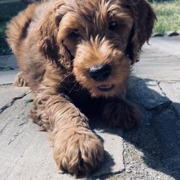 Goldendoodle and Poodle Puppies from Justine’s Retrievers and Doodles