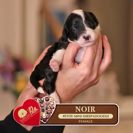 Noir - Black and white female Sheepadoodle puppy in Cleveland, Tennessee from Narrow Path Old English & Sheepadoodles