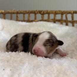 Red Merle Female 1 - Red merle female Miniature Australian Shepherd puppy in Stuart, Virginia from Apple Tree Mini Aussies