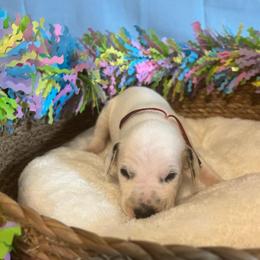 Neapolitan- Red- LUA - White and black male Dalmatian puppy in Claremore, Oklahoma from Lotsofdots Dalmatians
