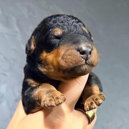 Mr Green - Black and tan male Airedale Terrier puppy in Mooresville, North Carolina from Farm 55