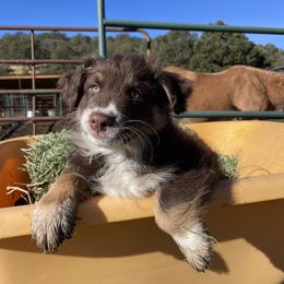 Australian Shepherd and Border Collie Puppies from Sun Up Kennels