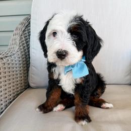 Charm - Tri-color male Bernedoodle puppy in Weston, Idaho from Berne n Doodles