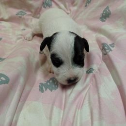 Parson Russell Terrier Puppies from Heather Florez