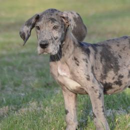 Merle Mantle Girl - Merle female Great Dane puppy in Golconda, Illinois from Breken Great Danes