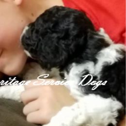 Poodle Puppies from Heritage Service Dogs