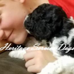 Poodle Puppies from Heritage Service Dogs