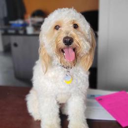 Honey - Goldendoodle