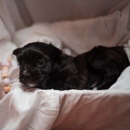 Heart - Black female Morkie puppy in Waldron, Arkansas from Kay’s Cutie Poos
