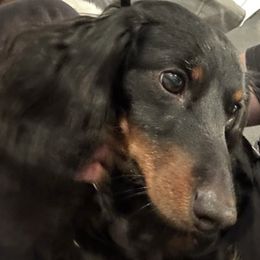 Dachshunds from Nunes Family Mini Dachshunds