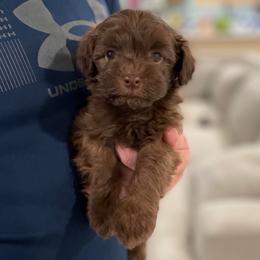 Leafeon - Red sable male Havapoo puppy in Surprise, Arizona from Huckleberry Doodles