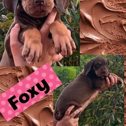 FOXY - Chocolate female Great Dane puppy in Wellsville, New York from Prophecy Danes
