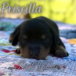 Priscilla AKC LONG HAIR - Black and tan female Dachshund puppy in Alto, Texas from Double W Doxies