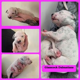 Dalmatian Puppies from Glasscock Dalmatians