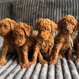 Goldendoodle Puppies from Beamans Doodle Farm