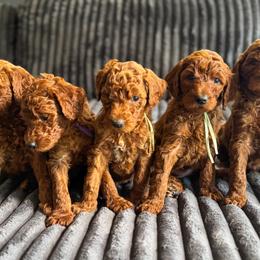 Goldendoodle Puppies from Beamans Doodle Farm