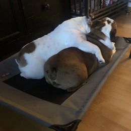 Bulldog Puppies from Farm Strong Bulldogs