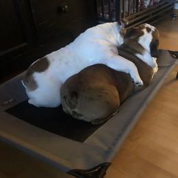 Bulldog Puppies from Farm Strong Bulldogs