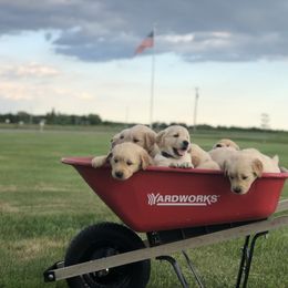Golden Retriever Puppies from Oak Bluff Golden Retrievers