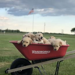 Golden Retriever Puppies from Oak Bluff Golden Retrievers