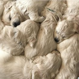 Golden Retriever Puppies from INGOLD Retrievers