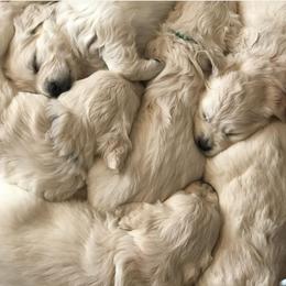 Golden Retriever Puppies from INGOLD Retrievers