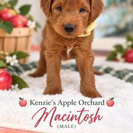 Macintosh - Red  male Goldendoodle puppy in Norcross, Georgia from Teddy Puppies